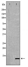 NPY Antibody