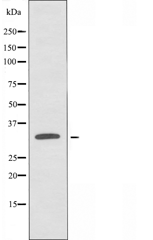 PEX19 Antibody