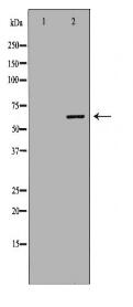 TRAF3 Antibody