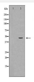 INDO Antibody