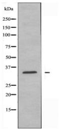 MSHR Antibody