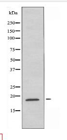 RPL35 Antibody