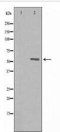 ZNF596 Antibody