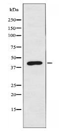 PSMD6 Antibody