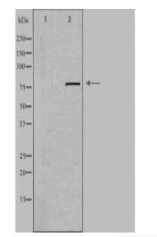 LRP3 Antibody