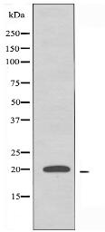 RPL26L Antibody