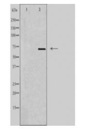 LIMK2 Antibody