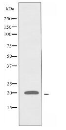 RPL28 Antibody