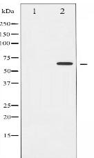 Cyclin B1 Antibody