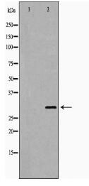 IGFBP7 Antibody