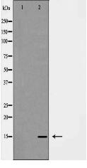 LEG7 Antibody