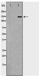 PTPRC Antibody