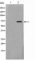 GCYB1 Antibody