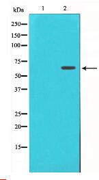 FRS2 Antibody