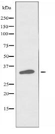 TACD2 Antibody