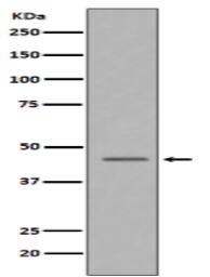 Caspase-9 Antibody