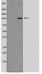 NRP2 Antibody