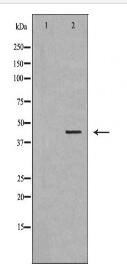 TCF7 Antibody