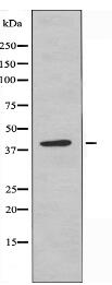 REN Antibody