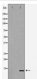 POLR2J Antibody