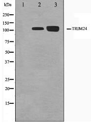 TRIM24 Antibody