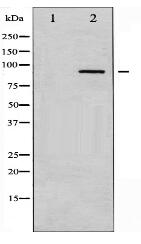 PKC alpha Antibody