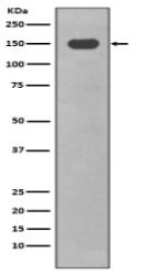 CD11c Antibody