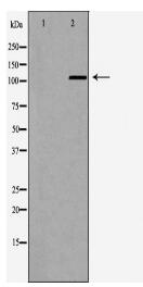 IDE Antibody