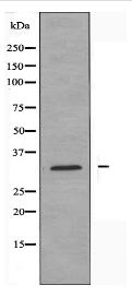 PTTG1 Antibody