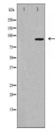 LTK Antibody