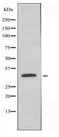 MRPS2 Antibody