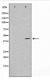 FGFR1 Oncogene Partner Antibody