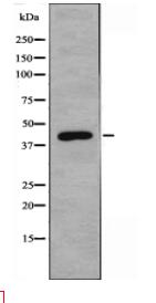 NEIL1 Antibody