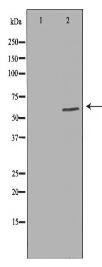 SCARB1 Antibody