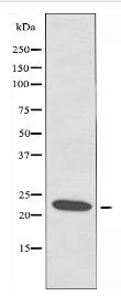 RPL19 Antibody