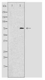 KAL1 Antibody