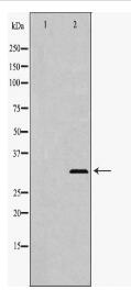 TNFSF10 Antibody