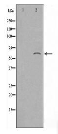 TAIP-12 Antibody