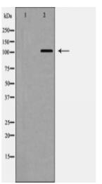 MYPT1 Antibody