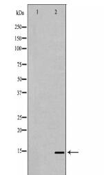 PHPT1 Antibody