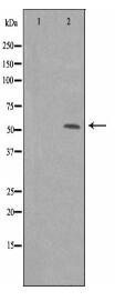 PPP1R16B Antibody