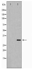 FAS ligand Antibody