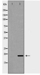 PTGES3 Antibody