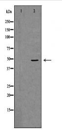 TNFRSF11B Antibody