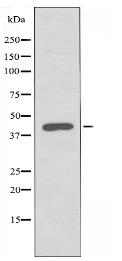 PEX3 Antibody