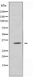 OR2G3 Antibody