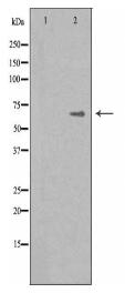 IKZF4 Antibody