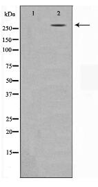 NCoR1 Antibody