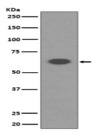 AIF Antibody