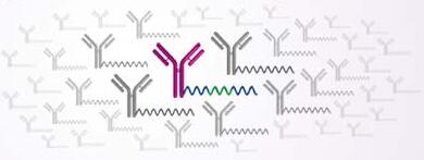 ABCG2 Antibody